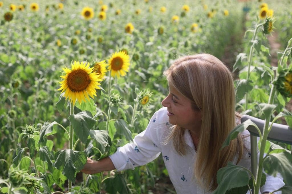 Ruta Del Girasol Llega Por Primera Vez A Sabanalarga La Gran Noticia