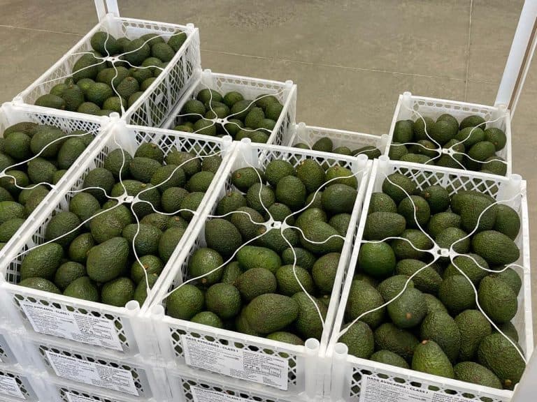 6 mil toneladas de aguacate hass salen para el Super Bowl en Estados Unidos