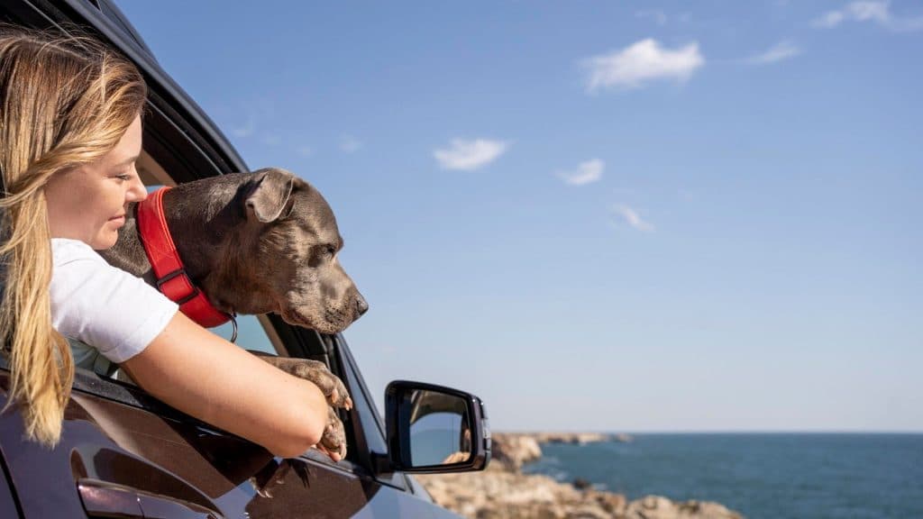 7 de agosto: Viaja con tu mascota al día, 5 esenciales para un viaje seguro