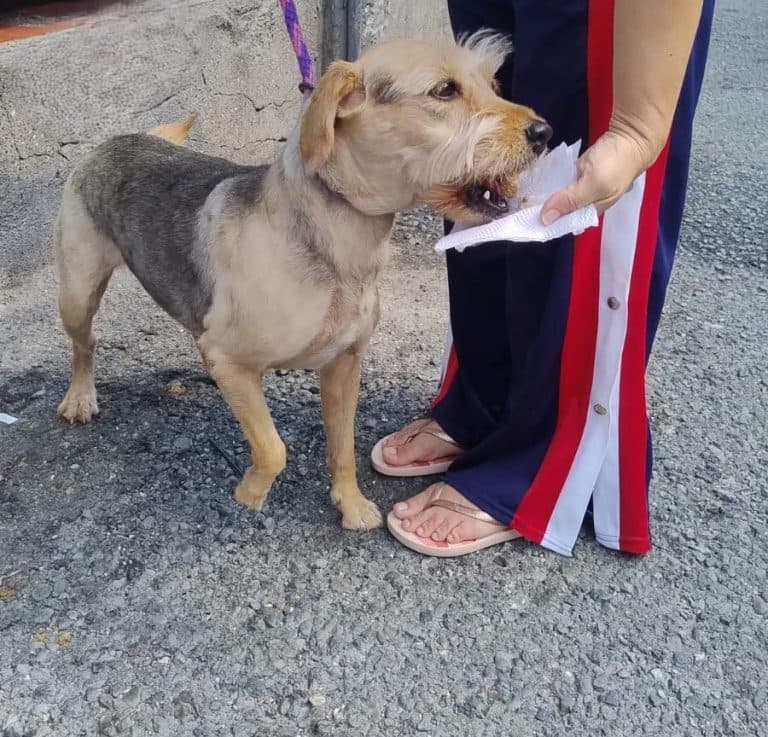 Albóndigas para perritos