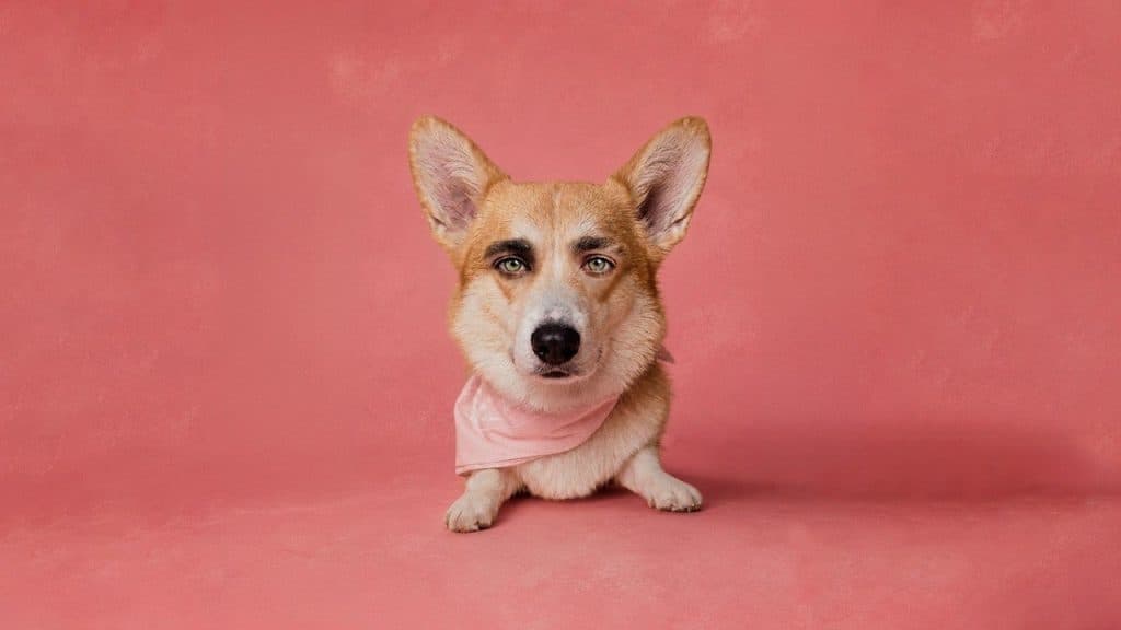Altafulla responde con su nueva canción, ¿Qué significa ser “Un Perrito Callejero”