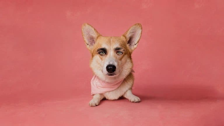 Altafulla responde con su nueva canción, ¿Qué significa ser “Un Perrito Callejero”