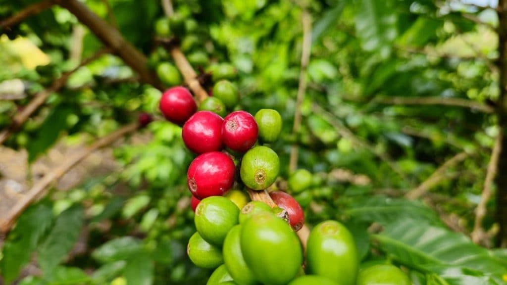 Aumento de cultivos de café y producción ganadera jalonaron crecimiento del agro