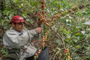 Colombia subió un 23% su producción de café en 2024, la mejor cosecha en 5 años