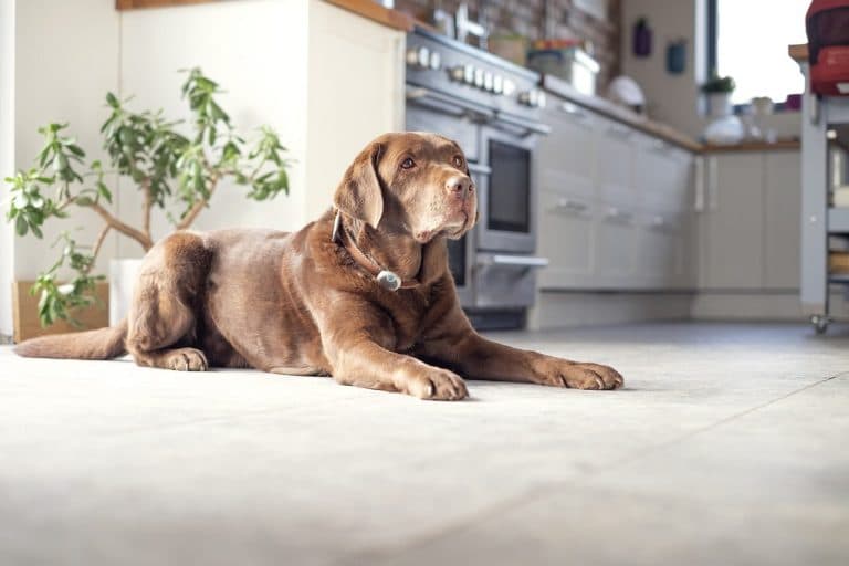 ¿Cómo identificar y tratar el golpe de calor en perros y gatos?