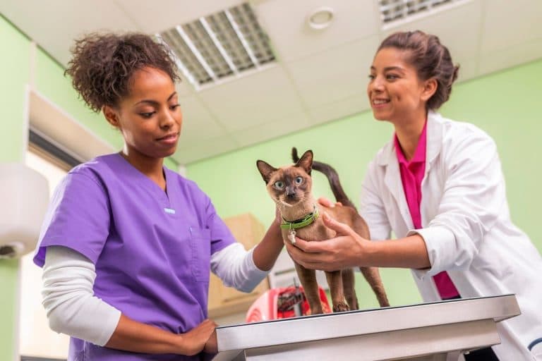 Con acciones de esterilización buscan controlar la sobrepoblación de mascotas