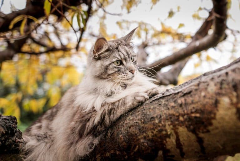 Control de pulgas y garrapatas: clave para la salud de las mascotas