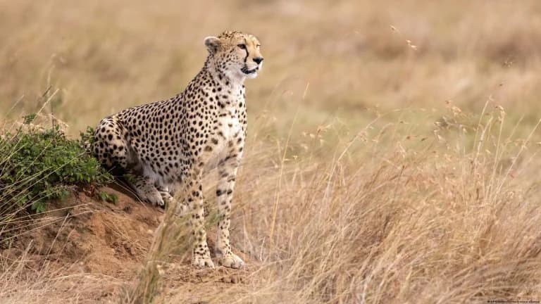 Convención de Naciones Unidas declara cuarenta nuevas especies protegidas