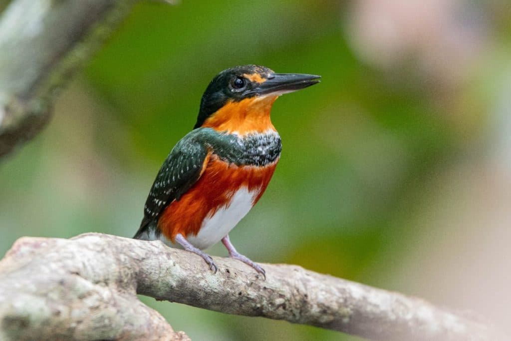 Córdoba, destino imperdible para los amantes de las aves