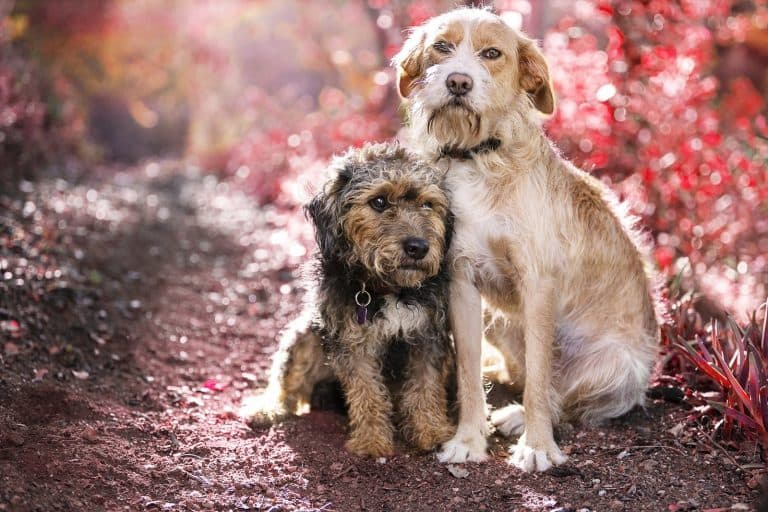 Día del Perro en Colombia: tenencia responsable que transforma vidas