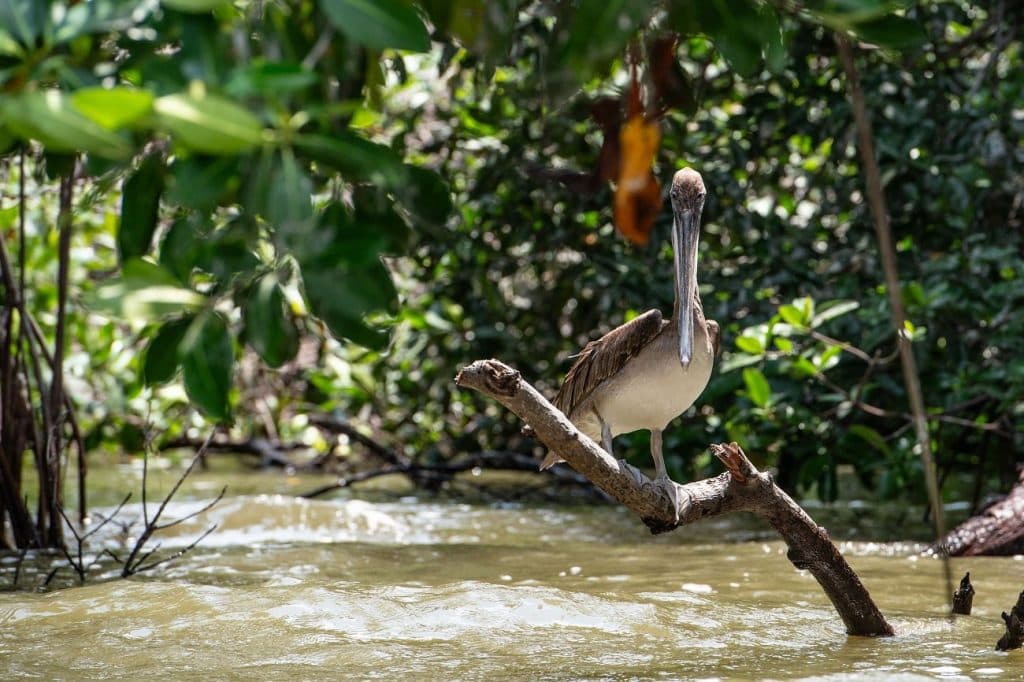 Día mundial de los humedales: un urgente llamado a su protección