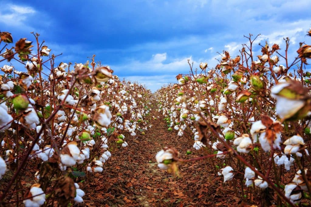 El algodón americano aporta valor agregado a la industria textil Colombiana