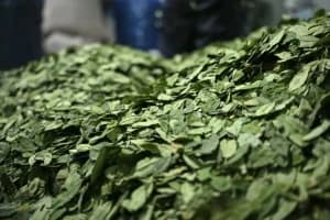 El Chapare, la tierra de la coca que desafía al gobierno de Bolivia