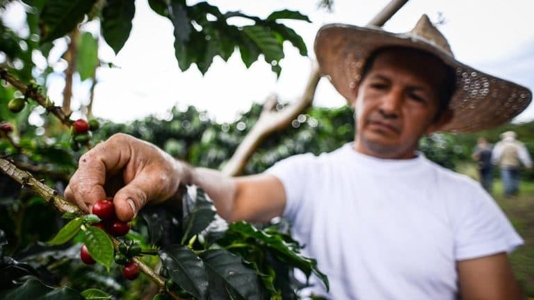 Exportaciones agropecuarias, alimentos y bebidas crecieron 8,7 %