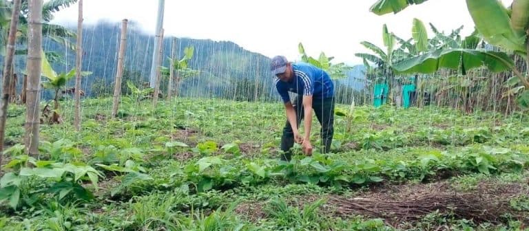 Exportaciones de productos agropecuarios crecieron 29,5 %