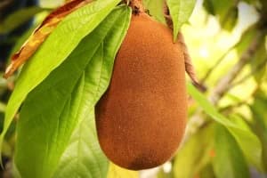 Guaviare, pionero en bioeconomía con meta de deforestación cero a 2036