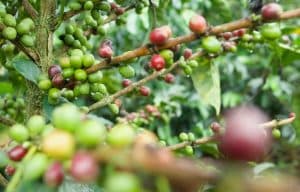 Guía para ayudar al campo colombiano a prepararse frente a El Niño y La Niña