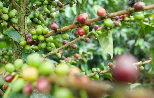 Guía para ayudar al campo colombiano a prepararse frente a El Niño y La Niña