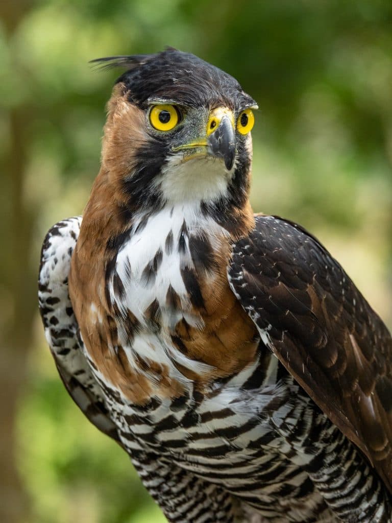 Hallazgo de águila crestada real impulsa nuevas acciones de conservación en el país