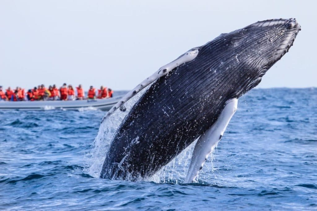 La temporada de ballenas dinamiza el turismo de naturaleza en el Pacífico colombiano