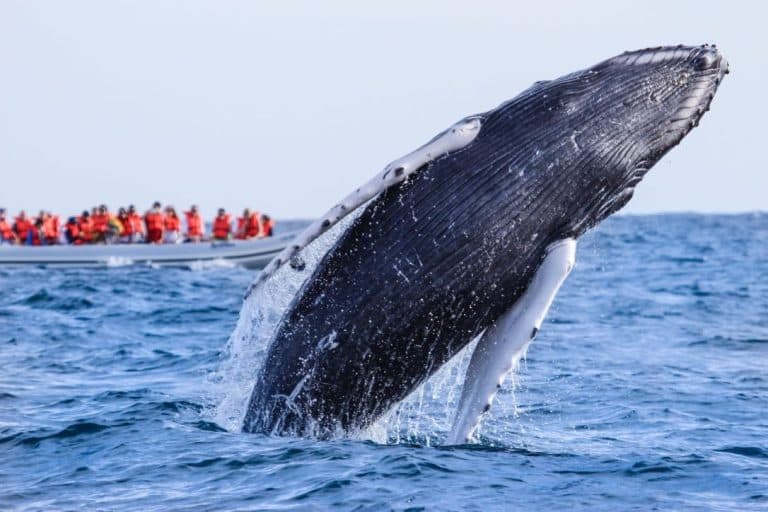 La temporada de ballenas dinamiza el turismo de naturaleza en el Pacífico colombiano
