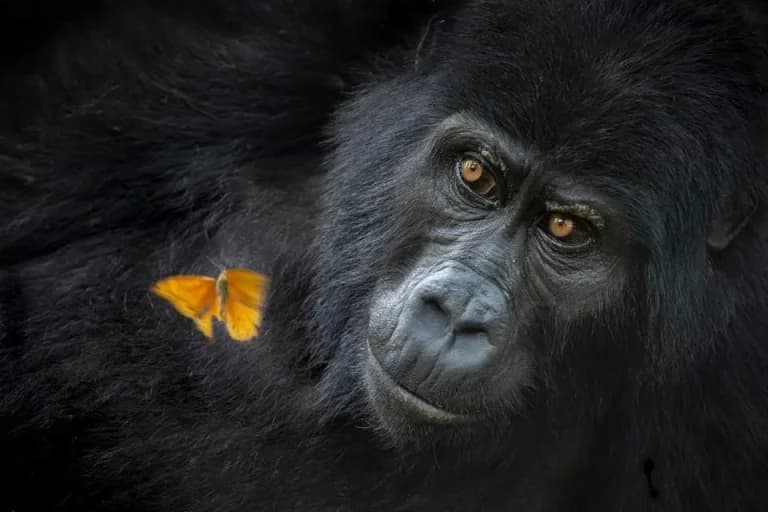 Las 18 fotos que ganaron los World Nature Photography Awards 2026