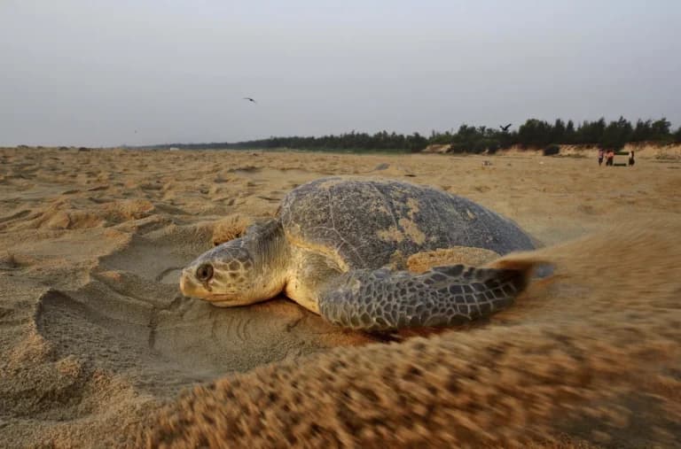 Más de 400 tortugas marinas aparecen muertas