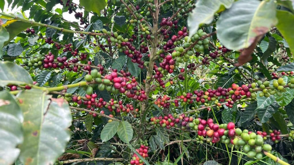 Por 1a vez en la historia, carga de café en el país se paga a más de $3 millones