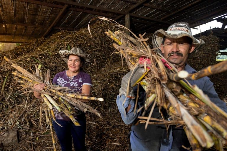 Sindicatos del Valle del Cauca rechazan ataques de la Ministra Irene Vélez contra sector de la caña de azúcar
