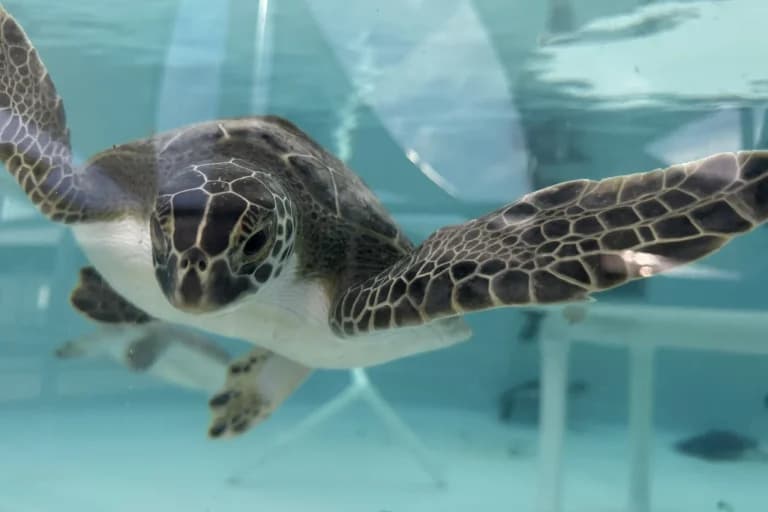 Tortugas marinas regresan al océano Atlántico frente a Florida tras aturdimiento por frío