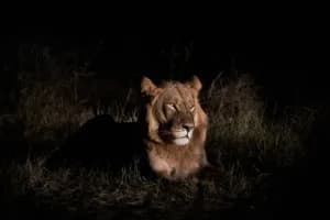 Un niño sobrevive durante cinco días entre leones