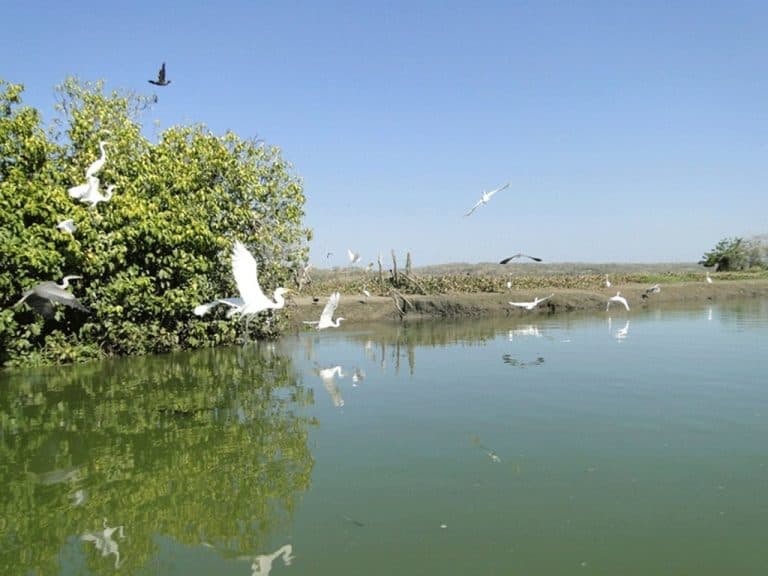 Unimagdalena lidera proyecto para la conservación y recuperación de la Ciénaga de Zapayán