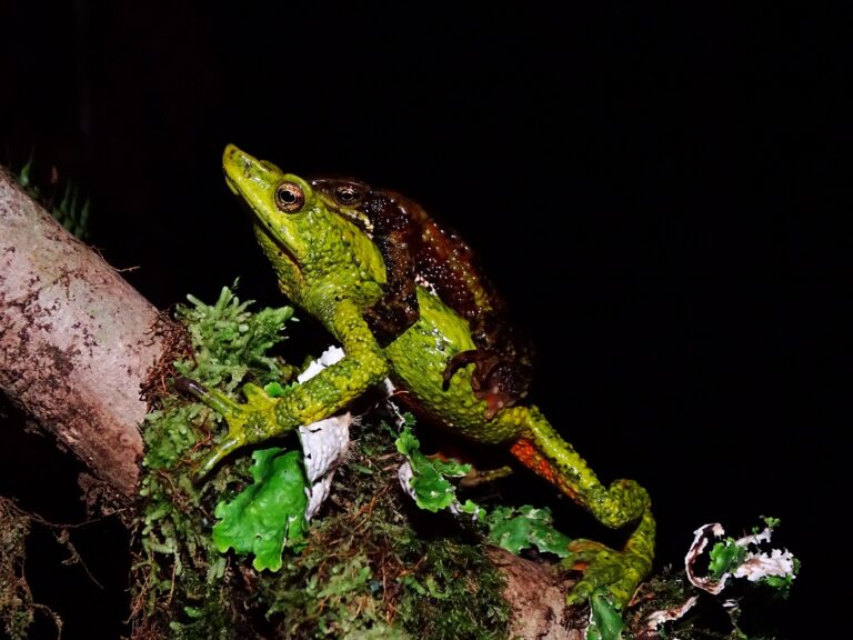 La gran dieta del amor entre ranas arlequines