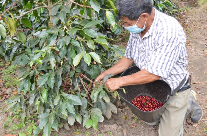 Foto_ Miguel Angel Dominguez Rivera_ La Union Nariño Cosechando Café_Contactar