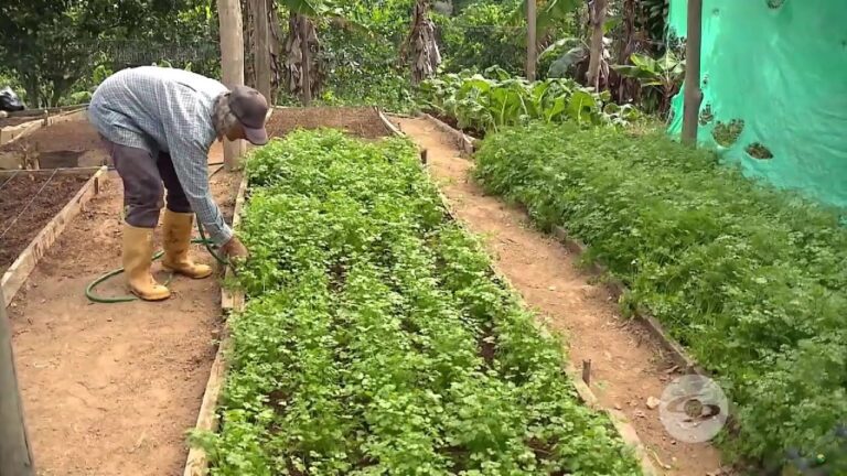 Nuevo pasatiempo: sembrar cilantro en las casas