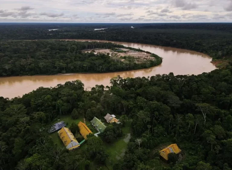 dale! se une a Saving The Amazon para reforestar el Amazonas dale! se une a Saving The Amazon para reforestar el Amazonas