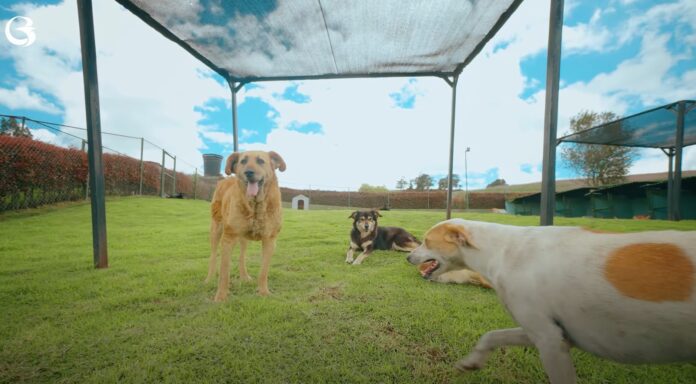 Banco de Bogotá promueve la adopción de perros y gatos con la iniciativa ‘Adopta Un Cambio de 4 Patas’ III