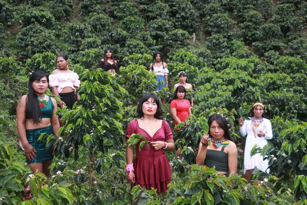 MARIPOSAS DEL CAFE
