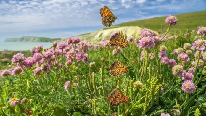 MARIPOSAS
