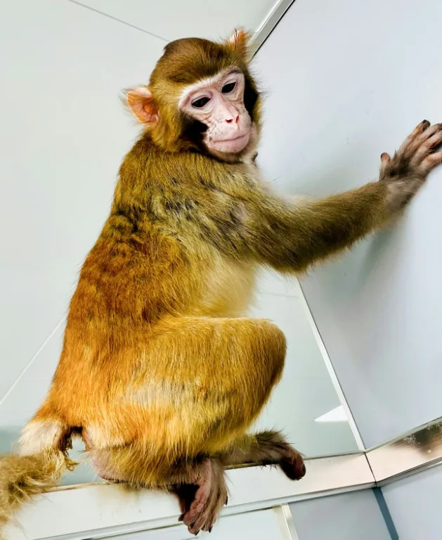 macaco rhesus