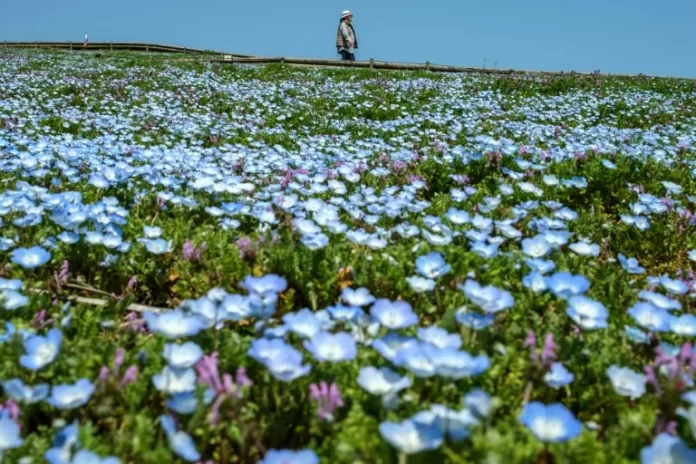 CAMPO JAPONES