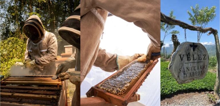 Con inversión superior a $100 millones, Cueros Vélez protege millares de abejas Con inversión superior a $100 millones, Cueros Vélez protege millares de abejas