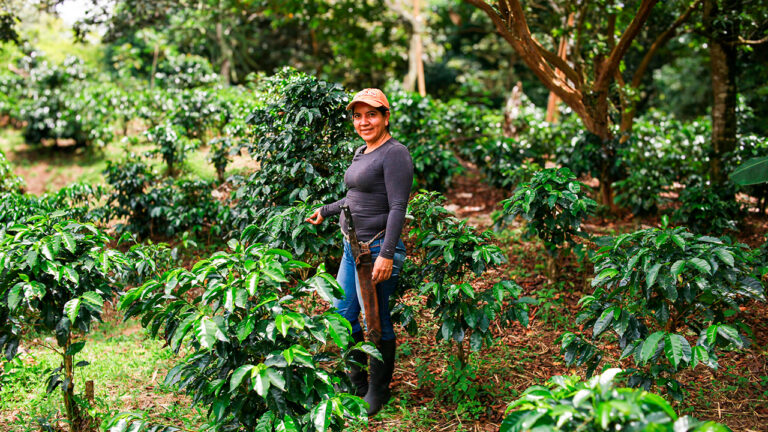 Agroexportaciones sumaron USD 947 millones Agroexportaciones sumaron USD 947 millones