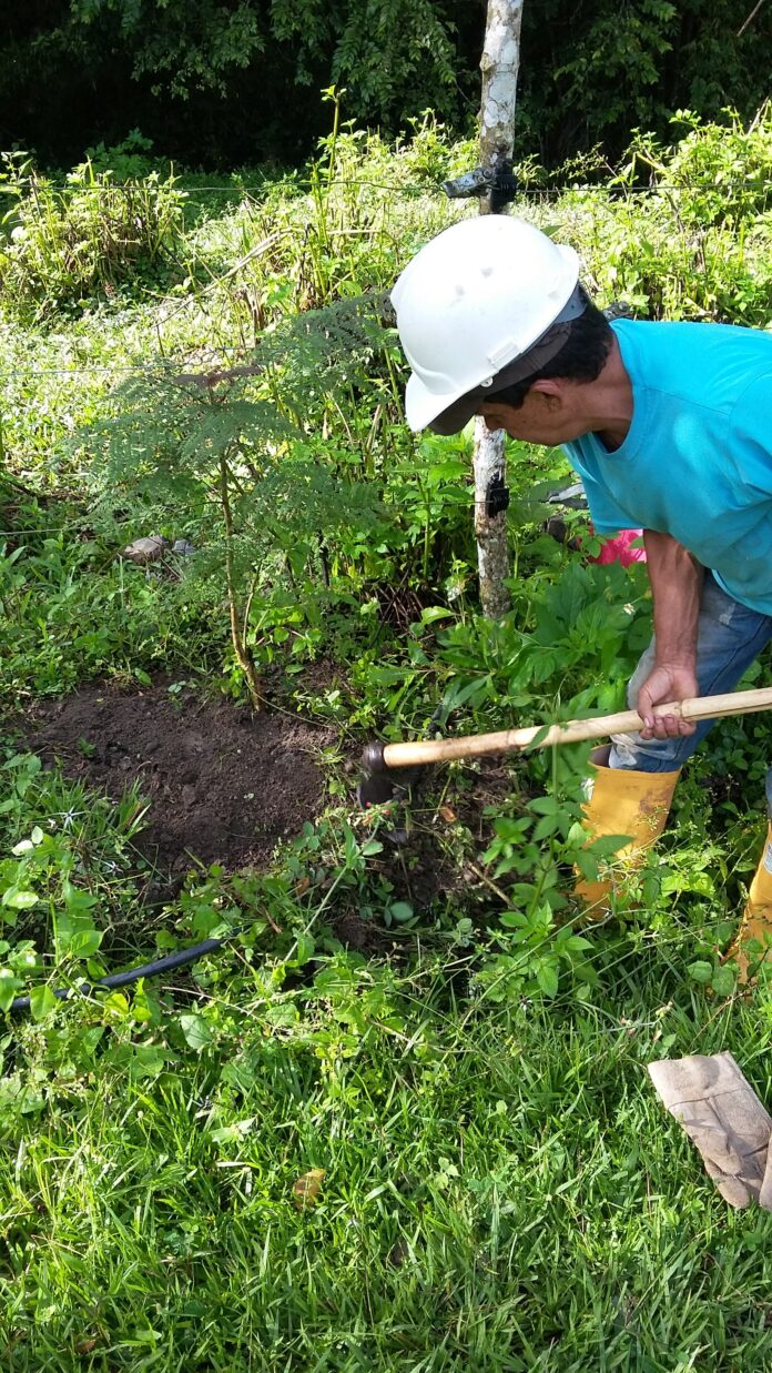 mantenimiento-a-reforestacion-establecida-en-Piedras-Blancas