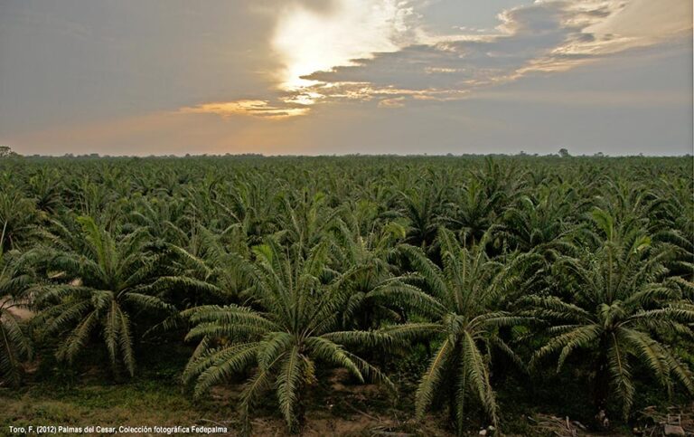Sostenibilidad con tecnologías avanzadas, el futuro para la producción de aceite de palma Sostenibilidad con tecnologías avanzadas, el futuro para la producción de aceite de palma