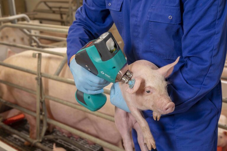 Prevención de enfermedades porcinas, fundamental para incentivar consumo de carne de cerdo Prevención de enfermedades porcinas, fundamental para incentivar consumo de carne de cerdo