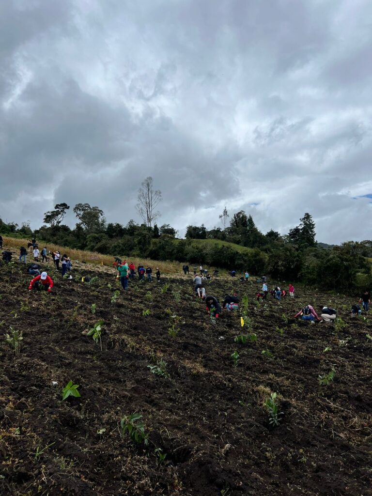 Proyecto Bosque Toyota ha sembrado más de 26.000 árboles en Colombia Proyecto Bosque Toyota ha sembrado más de 26.000 árboles en Colombia