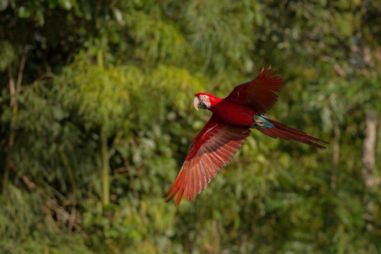 COP16: la biodiversidad en una encrucijada ¿Cuál es el papel de la Academia? COP16: la biodiversidad en una encrucijada ¿Cuál es el papel de la Academia?