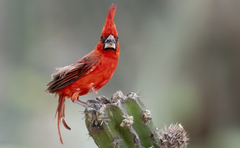 Avistamiento de aves: nueva ruta para descubrir la riqueza natural del país Avistamiento de aves: nueva ruta para descubrir la riqueza natural del país