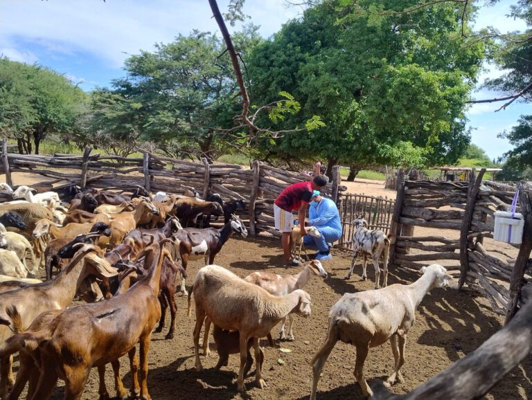 Con 20 mil dosis inició vacunación de ovinos y caprinos en comunidades Wayúu de Manaure en La Guajira Con 20 mil dosis inició vacunación de ovinos y caprinos en comunidades Wayúu de Manaure en La Guajira